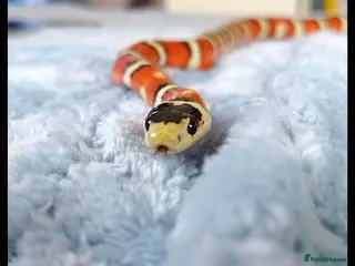 King Snake reptiles Arizona Mountain King Snake With Full Setup - Advert 3