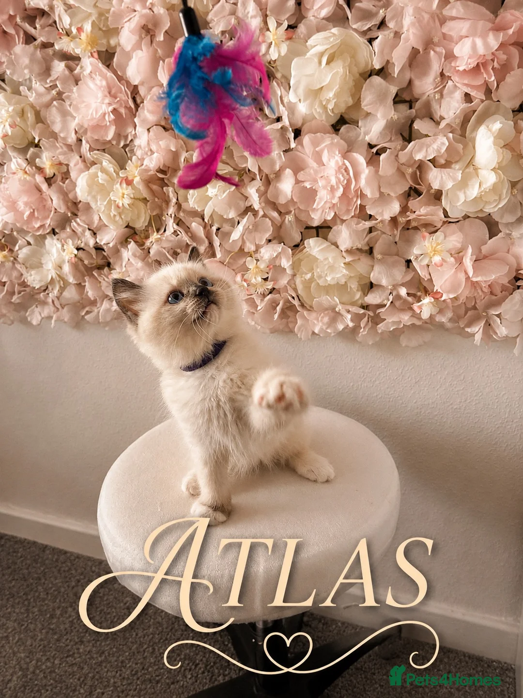 Ragdoll cats for sale: Ragdoll - Advert 9