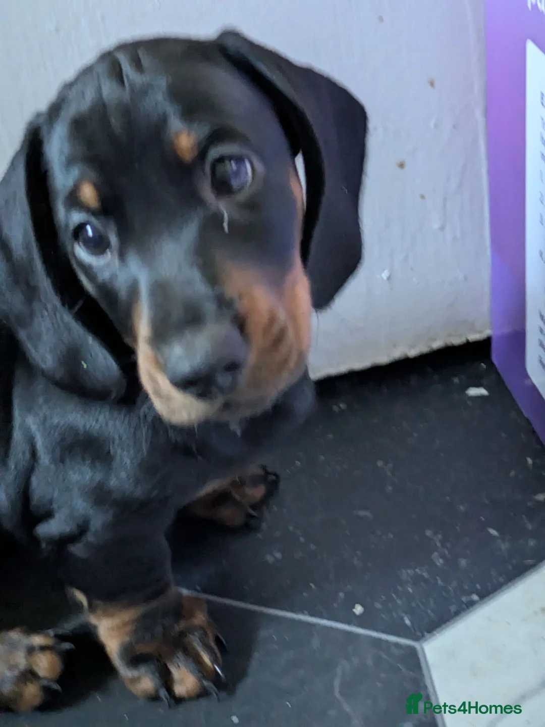 Miniature Dachshund dogs for sale: Beautiful black and tan male dashound  - Advert 2