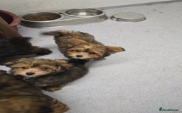 Pomapoo dogs for sale: POCKET SIZED POMAPOOS ~ READY NOW - Image 8