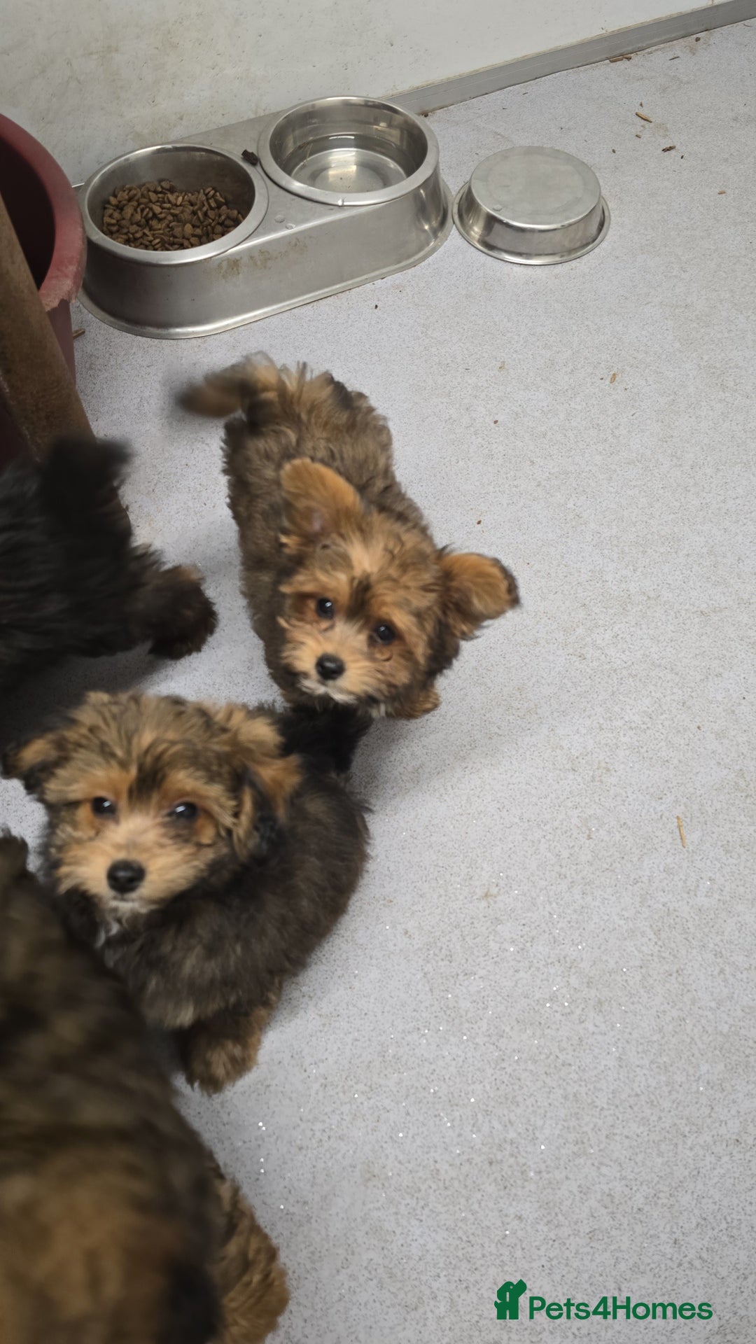 Pomapoo dogs for sale: POCKET SIZED POMAPOOS ~ READY NOW - Image 8