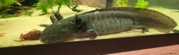 Axolotl reptiles for sale: Axolotls - 2 males and full tank set up in Kilmarnock - Advert 10