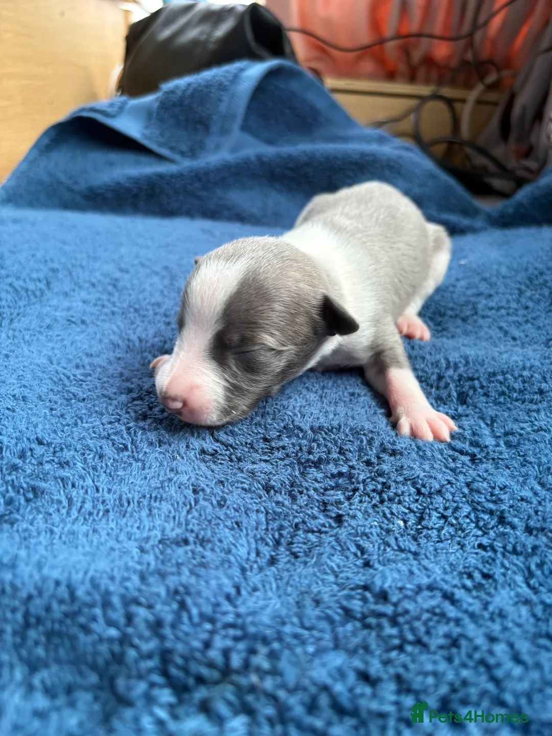 Whippet dogs for sale: 💕⭐️KC WHIPPET PUPS⭐️ 💕 - Advert 7