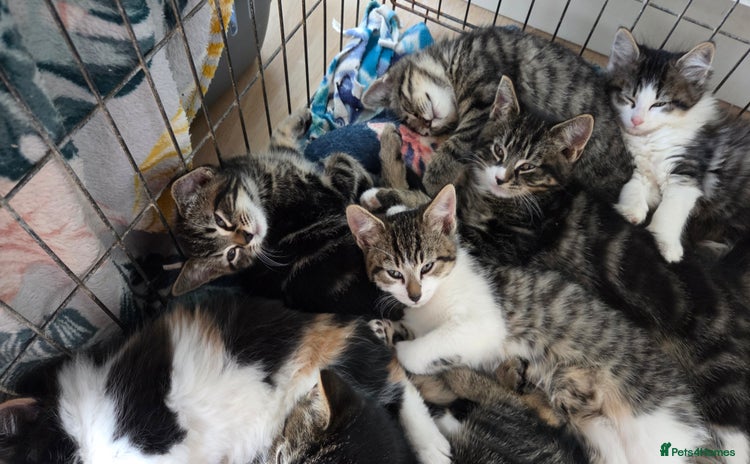 Mixed Breed cats - Advert 2