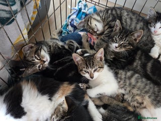 Mixed Breed cats - Advert 32