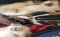 Ragdoll cats for sale: Stunning Adult Ragdoll and Kittens available!  - Image 29