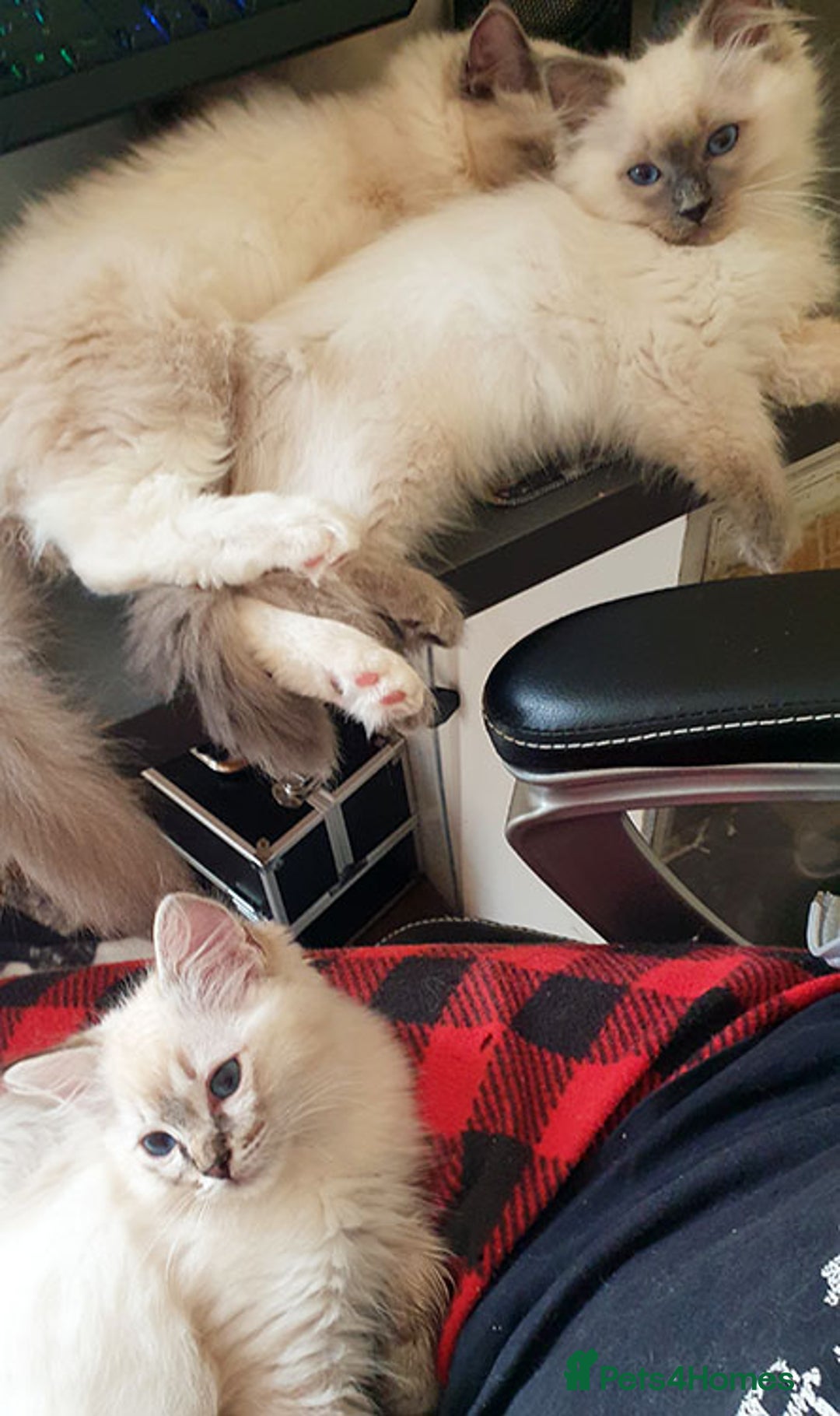 Ragdoll cats for sale: Stunning Adult Ragdoll and Kittens available!  - Image 29
