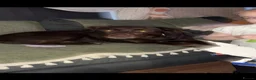 Labrador Retriever dogs for sale: Stunning chocolate Labrador  in Nottingham - Advert 2