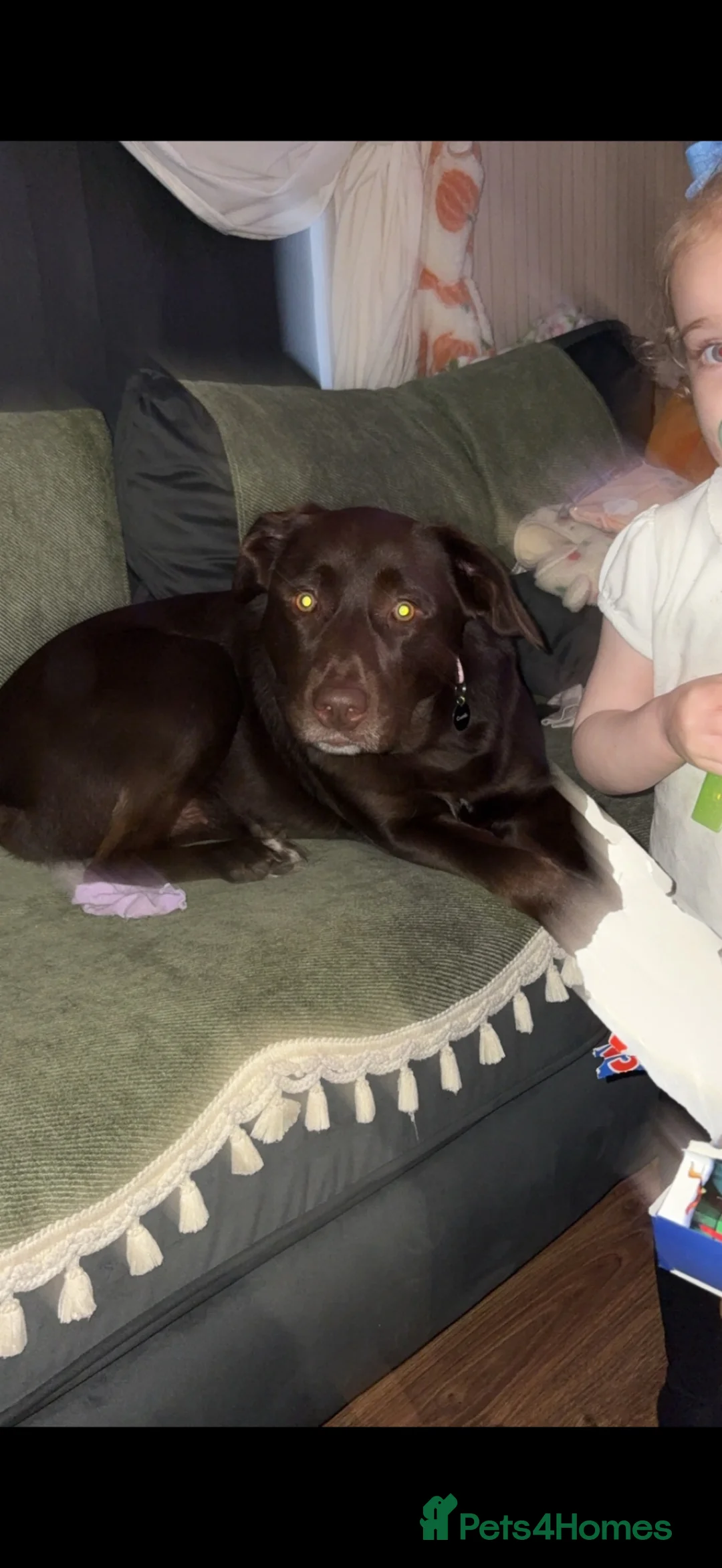 Labrador Retriever dogs for sale: Stunning chocolate Labrador  in Nottingham - Advert 2