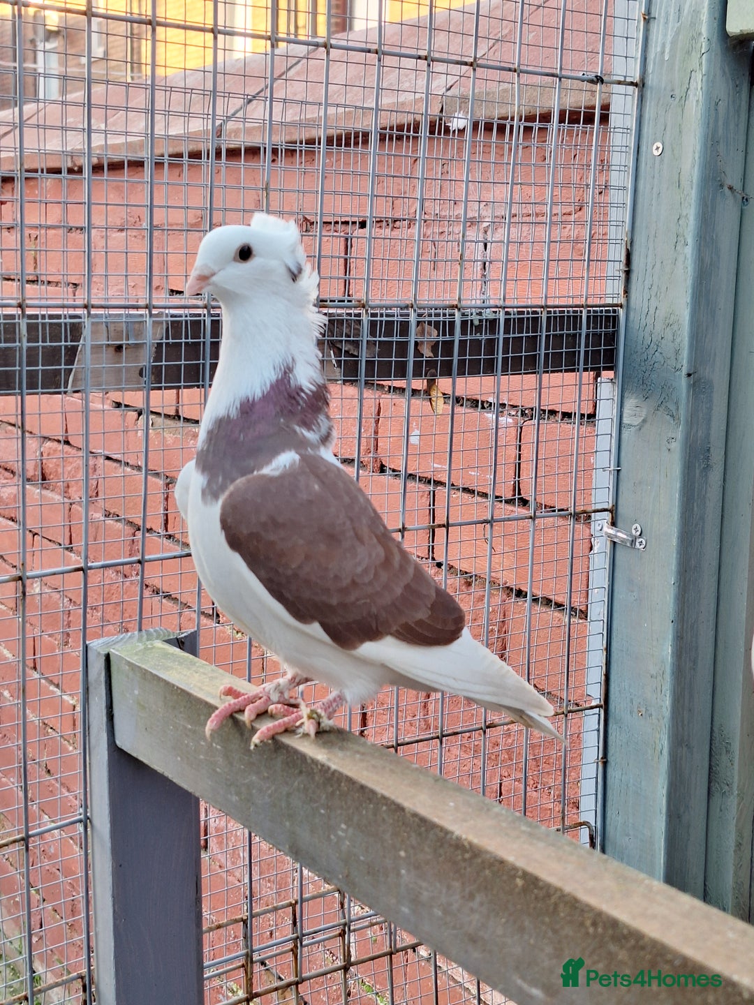 Pigeons birds for sale: 7 Pigeons for sale - Advert 27