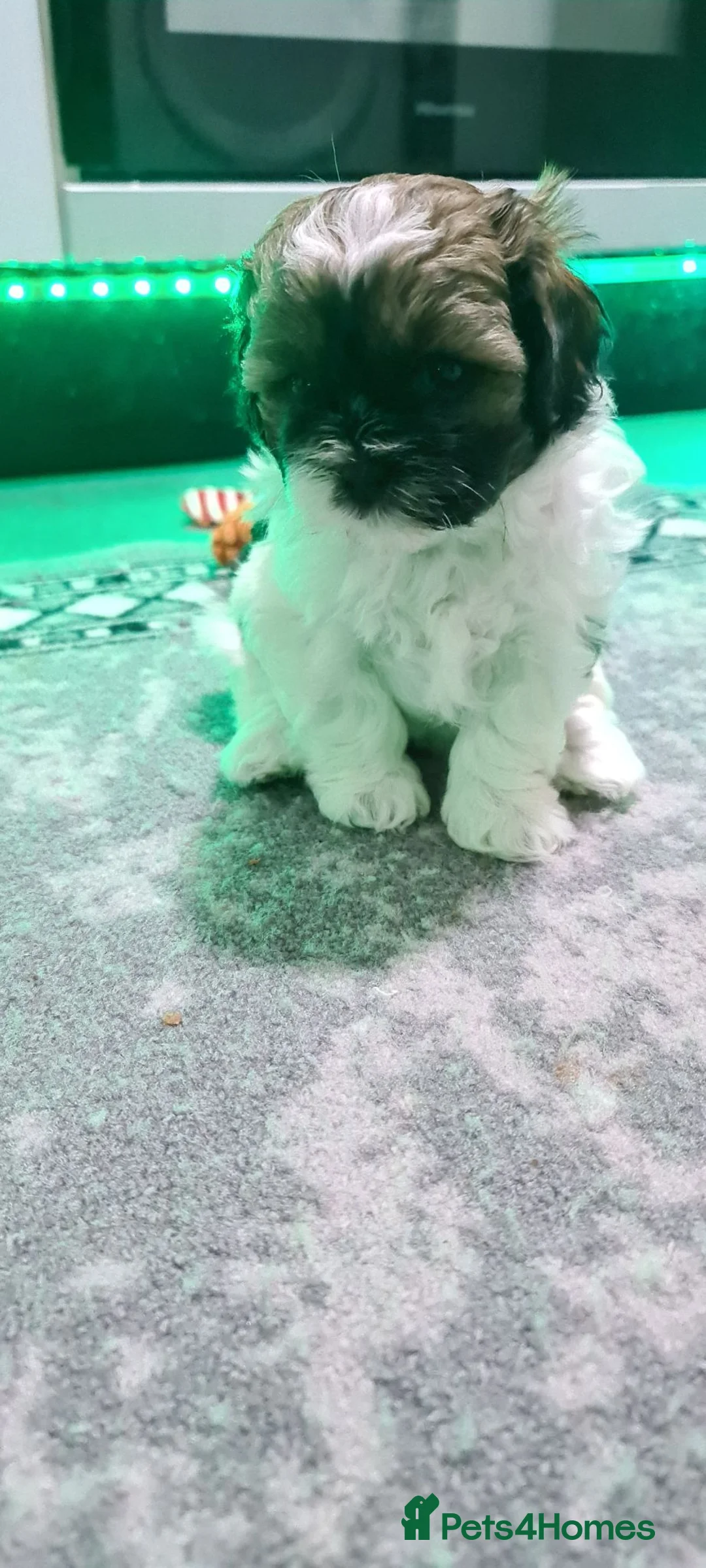Shihpoo dogs for sale: Stunning shihpoo puppies - Advert 2