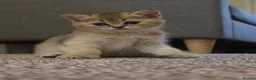 British Shorthair cats for sale: ✨🐾 ✨ GOLDEN SHIMMER BRITISH SHORTHAIR KITTENS ✨  - Advert 12