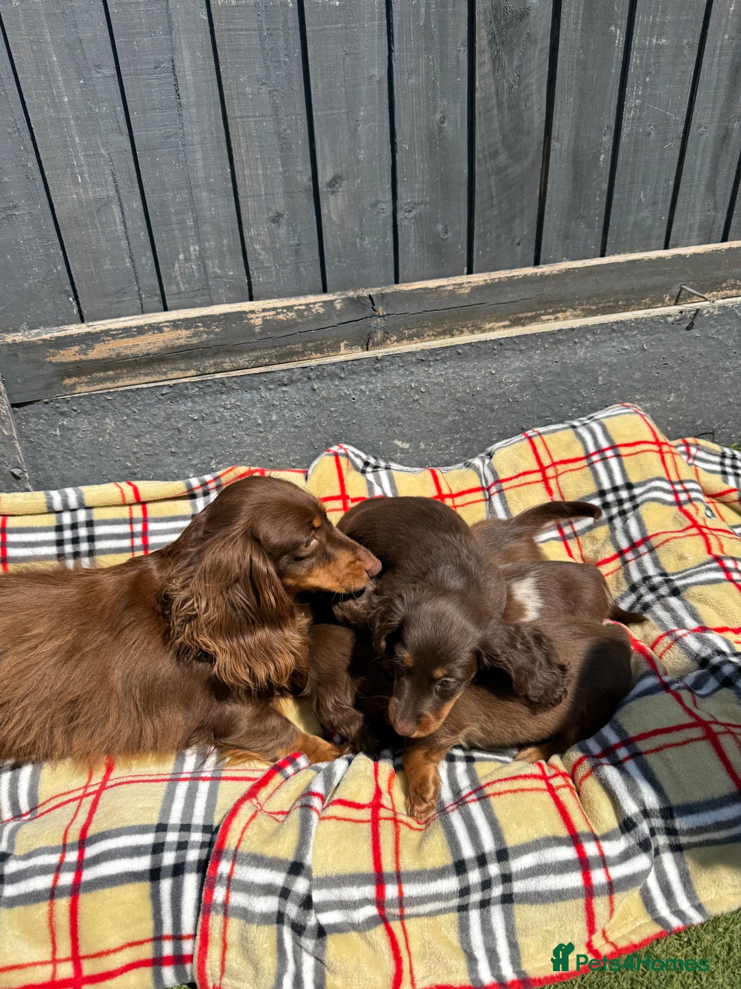 Miniature Dachshund dogs for sale: 2 gorgeous fluffy boys  - Image 15