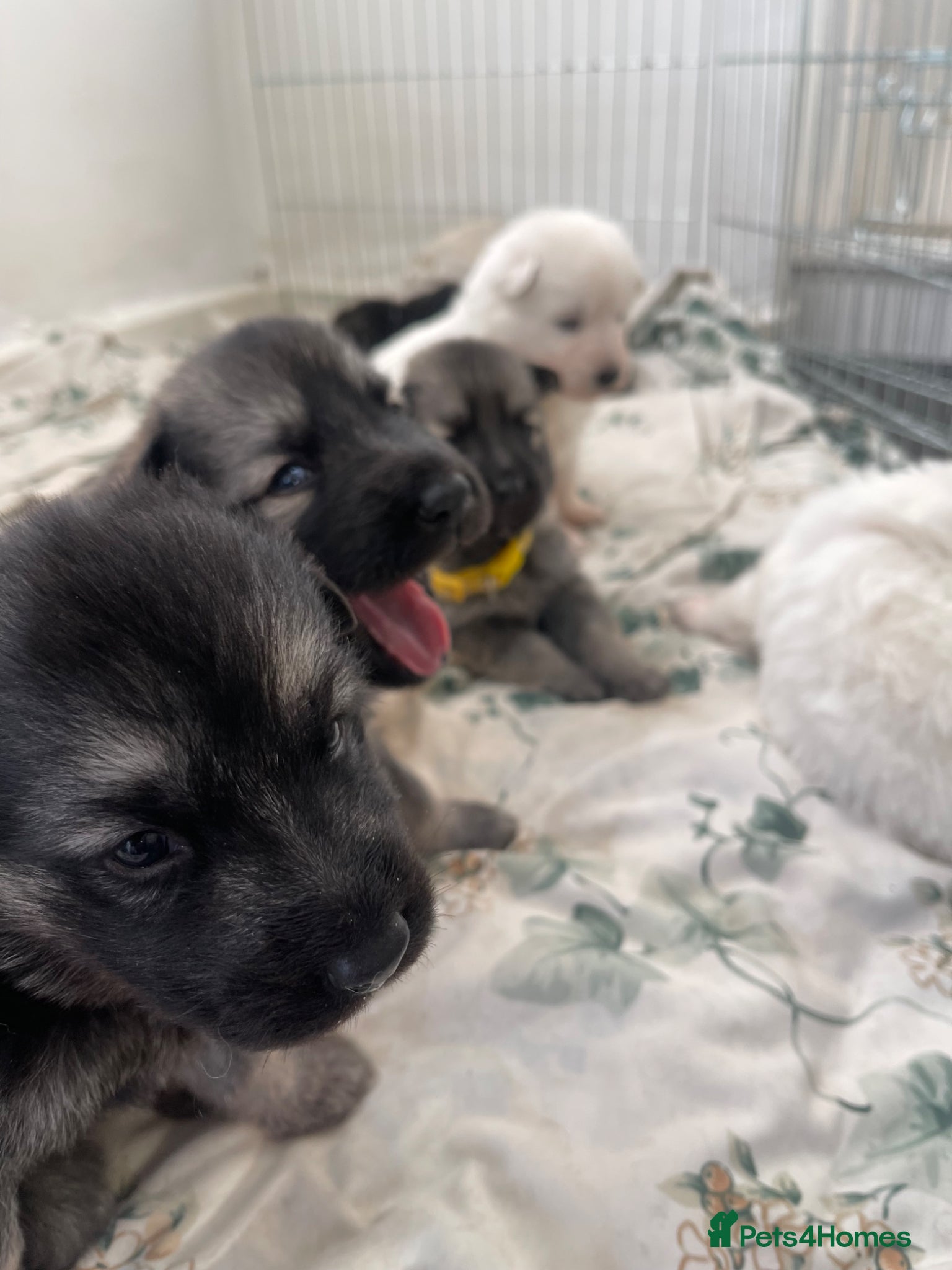 German Shepherd dogs KC Registered Long Hair straight back GSD  - Advert 4