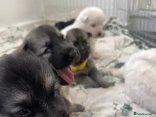 German Shepherd dogs KC Registered Long Hair straight back GSD - Advert 8