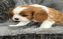 Cavalier King Charles Spaniel dogs for sale: Health Tested cavalier puppies  - Image 10