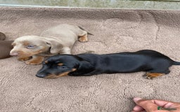Dachshund dogs for sale: Dachshund  - Image 14