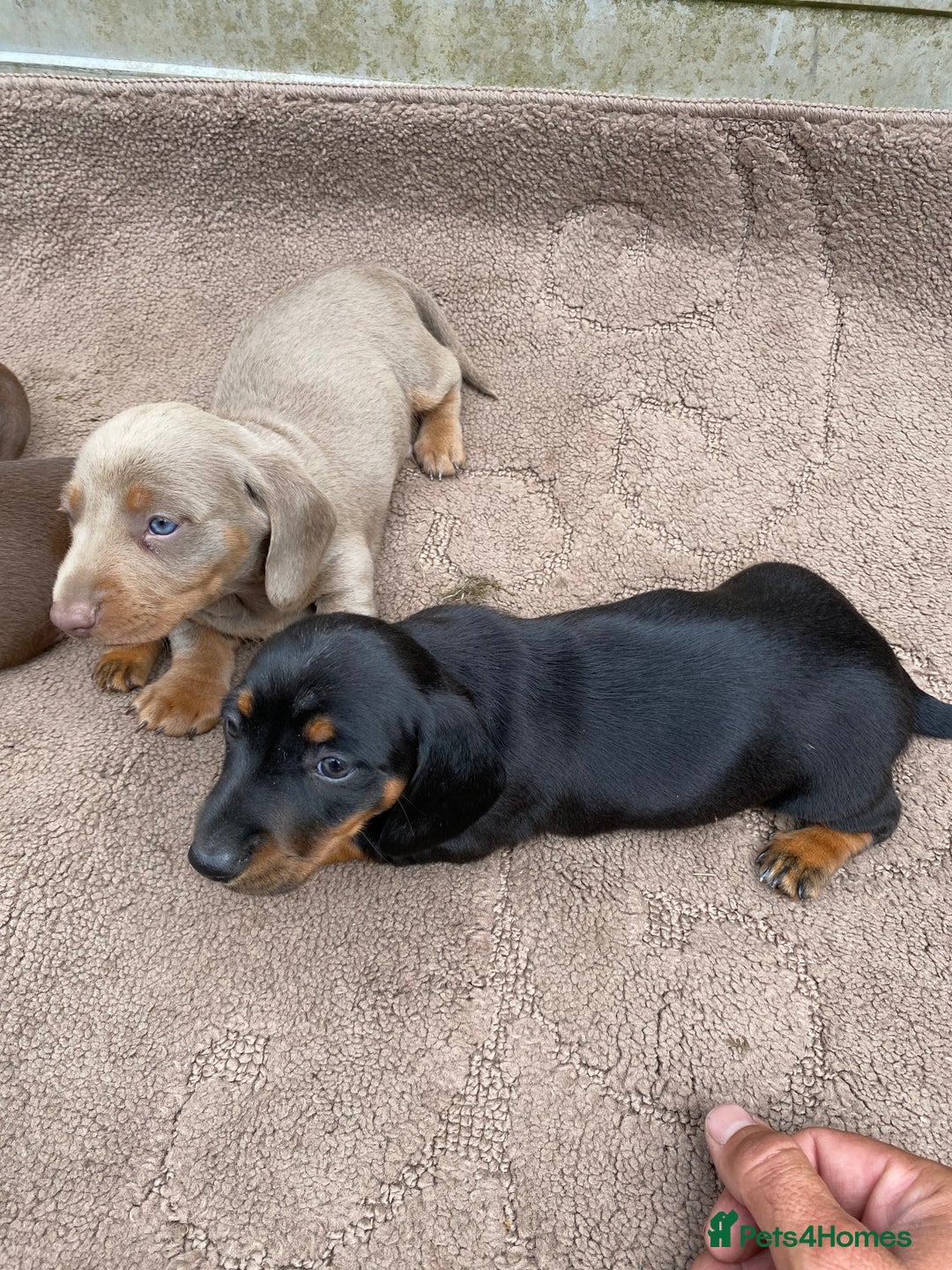 Dachshund dogs for sale: Dachshund  - Image 14