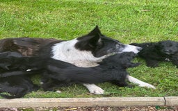 Bordoodle dogs for sale: Collie poodle ready now  - Image 13