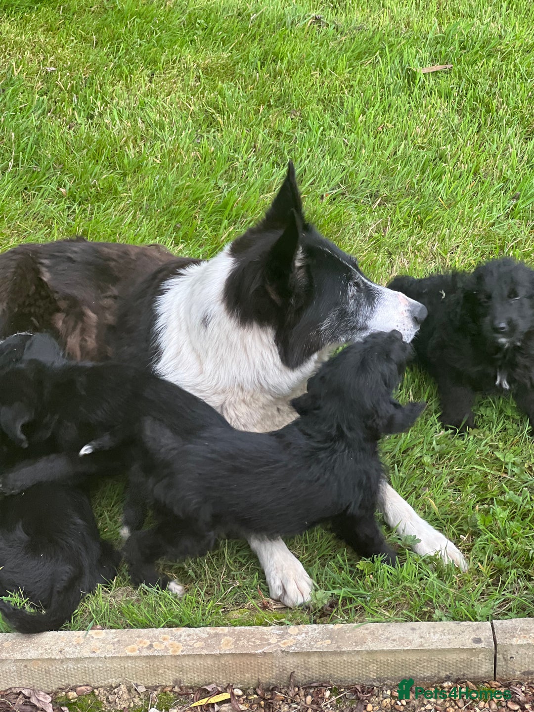 Bordoodle dogs for sale: Collie poodle ready now  - Image 13