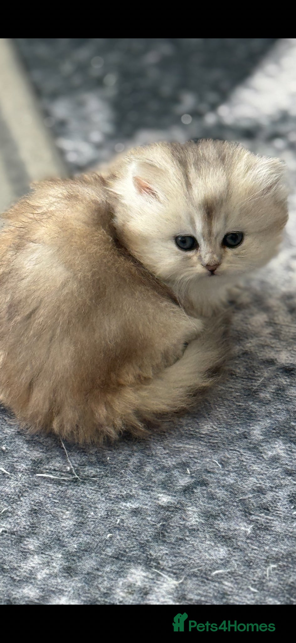 Scottish Fold cats for sale: Scottish pedigree golden kittens - Advert 14