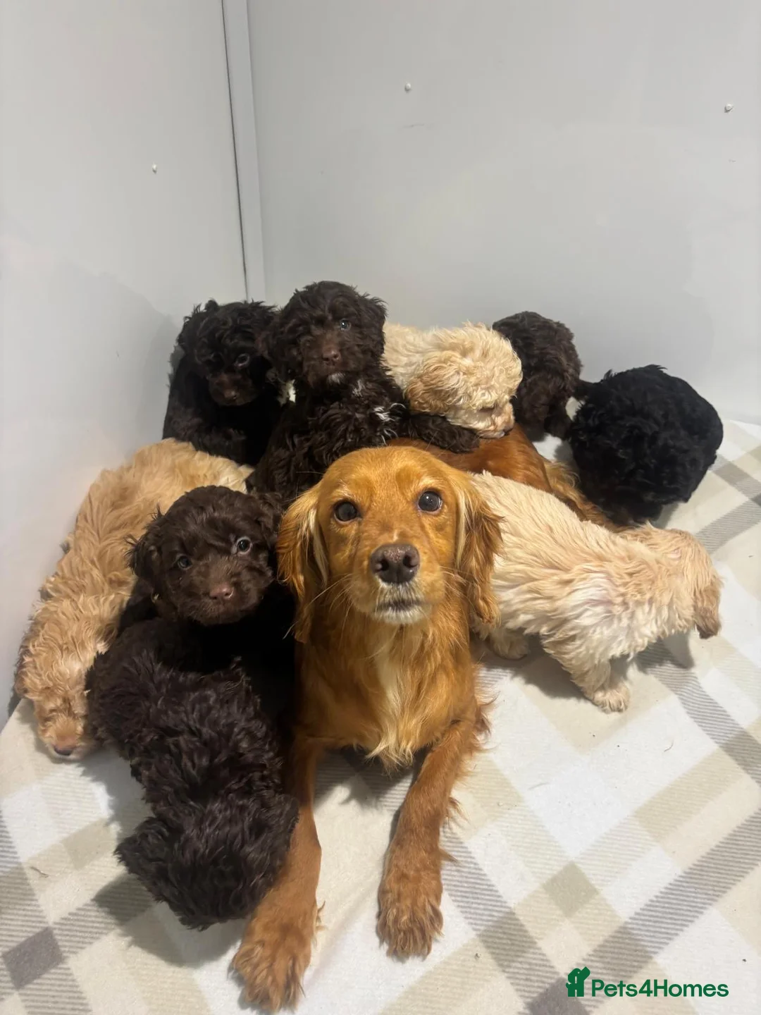 Cockapoo dogs for sale: Gorgeous F1 cockapoo - Advert 1