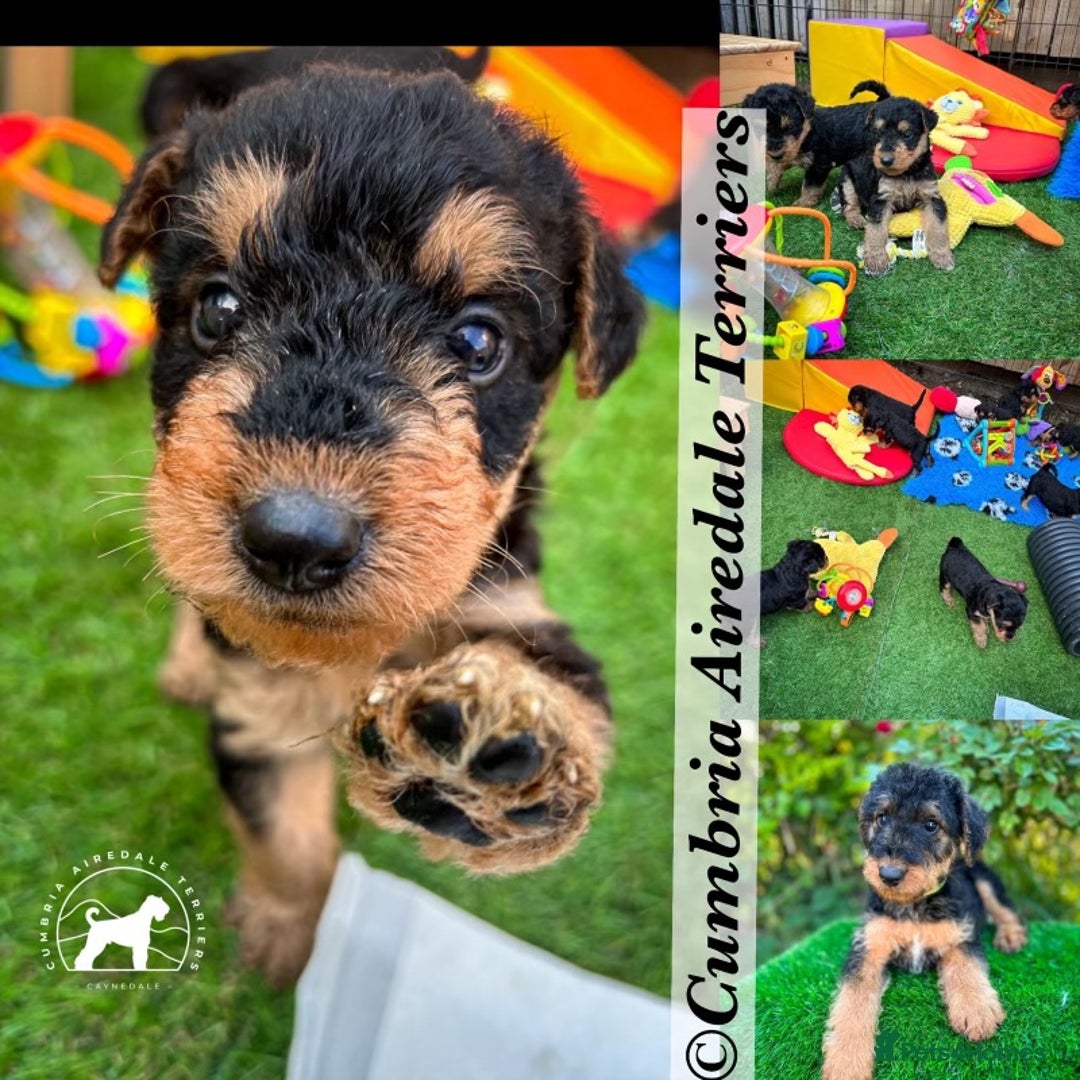 Airedale Terrier dogs for sale: ⭐️ AIREDALE TERRIERS WAITLIST ⭐️ - Advert 3