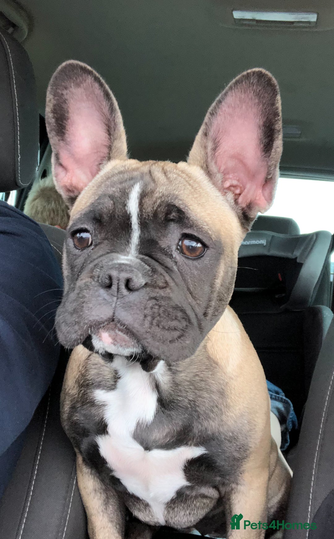 Mixed Breed dogs for sale: Mini bull dog pups  - Image 5