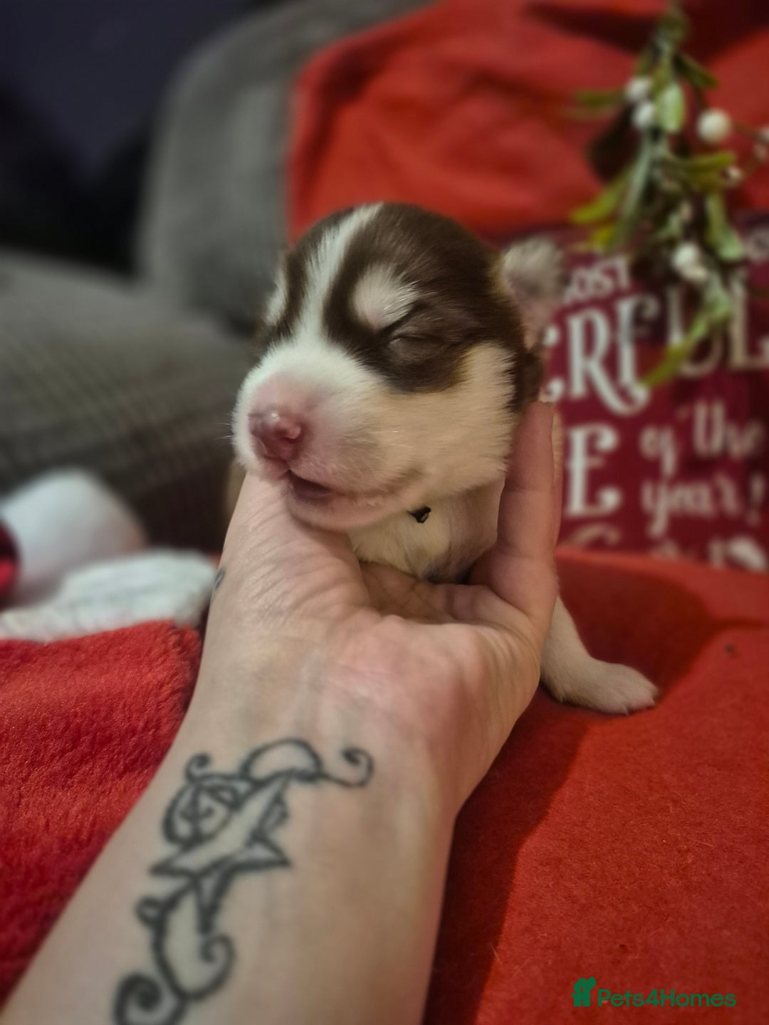 Alaskan Malamute dogs for sale: Beautiful husky malmute puppies - Advert 8