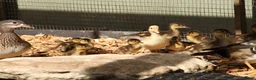 Ducks poultry for sale: Mandarin ducklings x7  in Radstock - Advert 2
