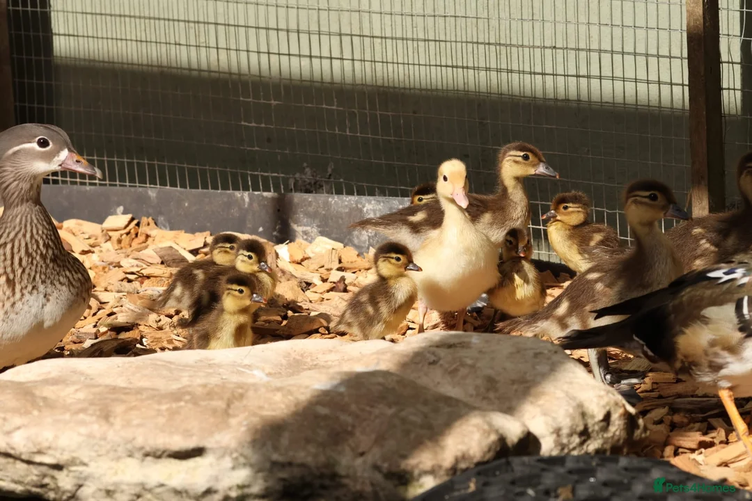 Ducks poultry for sale: Mandarin ducklings x7  in Radstock - Advert 2