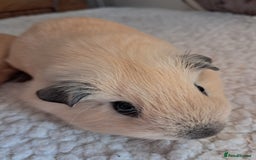 Guinea Pig rodents for sale: PURE CALIFORNIAN BABY BOARS - Image 3