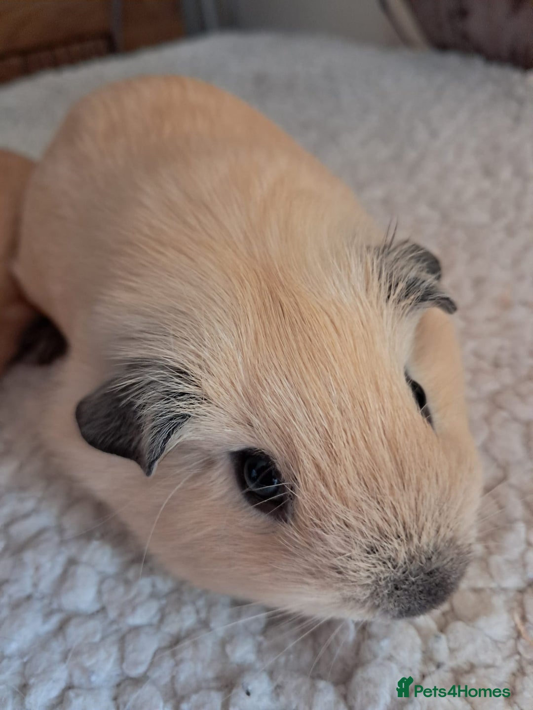 Guinea Pig rodents for sale: PURE CALIFORNIAN BABY BOARS - Image 3