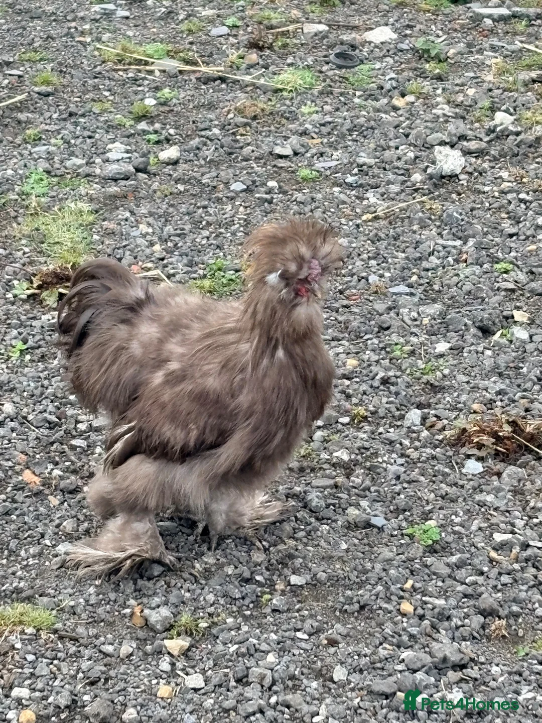 Chickens poultry for sale: USA silkies  - Advert 3