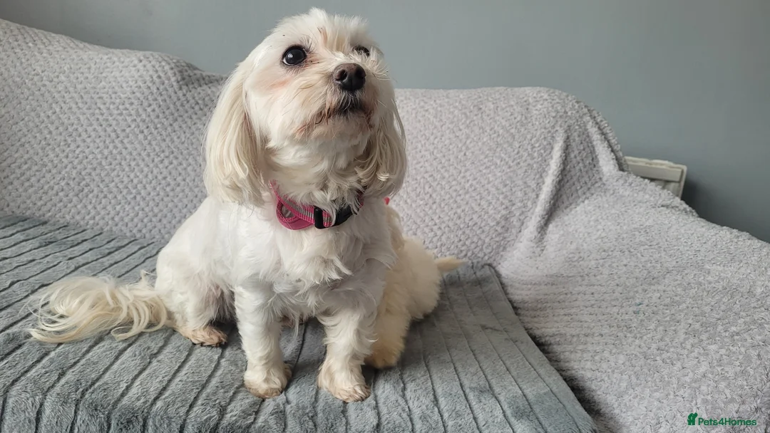 Maltipoo dogs for sale: Olivia M  - Advert 11