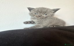 British Shorthair cats for sale: British short hair  - Image 15