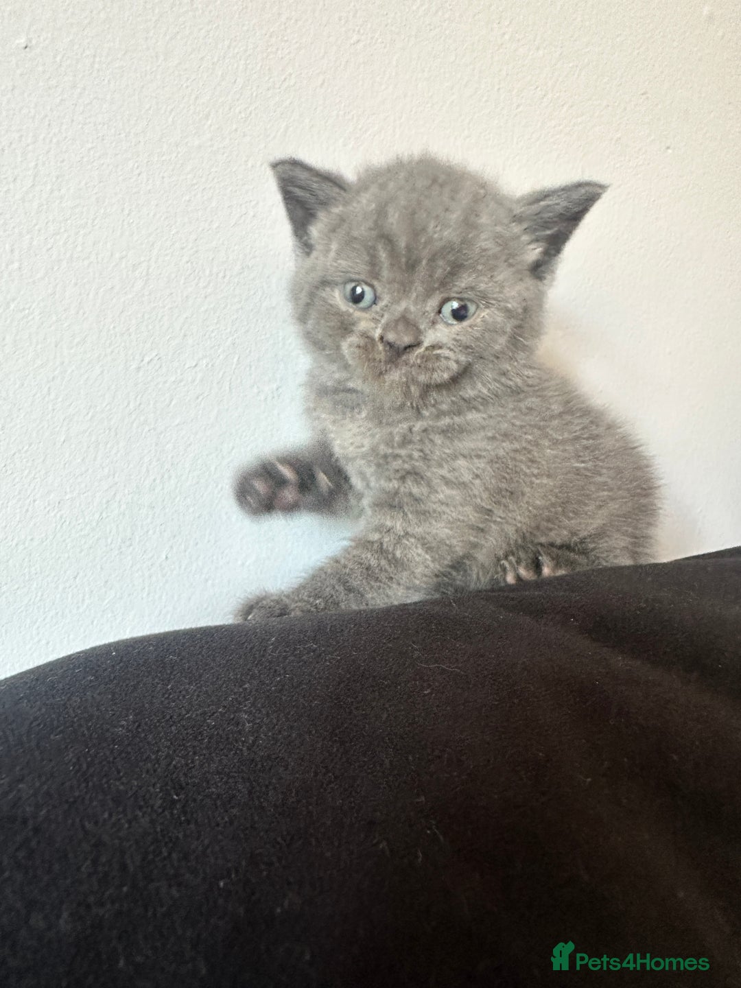 British Shorthair cats for sale: British short hair  - Image 15