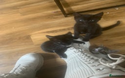 Bengal cats for sale: Bengal x - Image 4