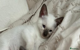 Siamese cats for sale: 2x Beautiful Pedigree Siamese Female Kittens - Image 10