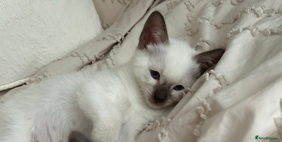 Siamese cats for sale: 2x Beautiful Pedigree Siamese Female Kittens - Image 10