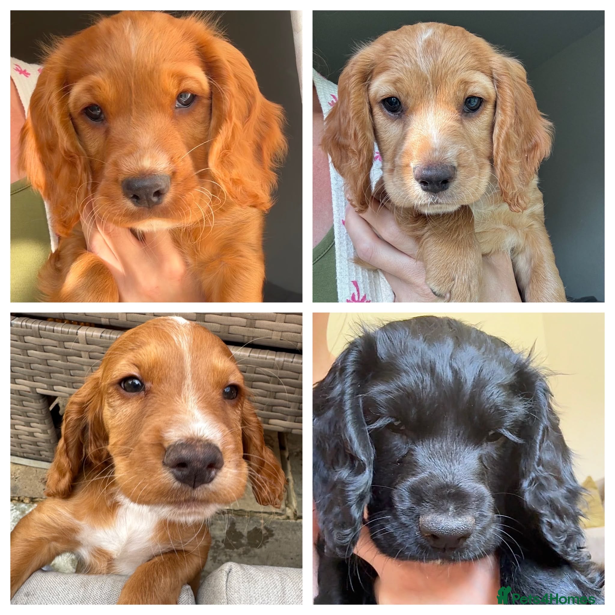 Sprocker dogs 4 beautiful Sprockers left ❤️ - Advert 1