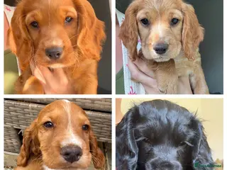 Sprocker dogs 4 beautiful Sprockers left ❤️ - Advert 1