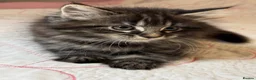 Mixed Breed cats for sale: Blacky and Stormy  in Luton - Advert 4