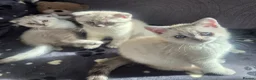 Scottish Fold cats for sale: Scottish Fold &Scottish Straight - Advert 3
