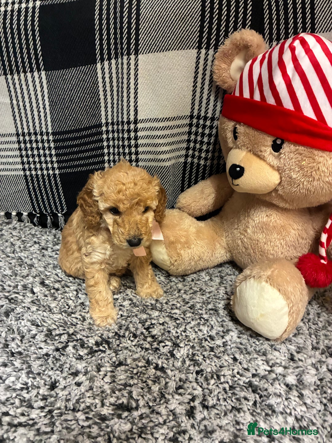 Miniature Poodle dogs for sale: miniature poodles  - Advert 16