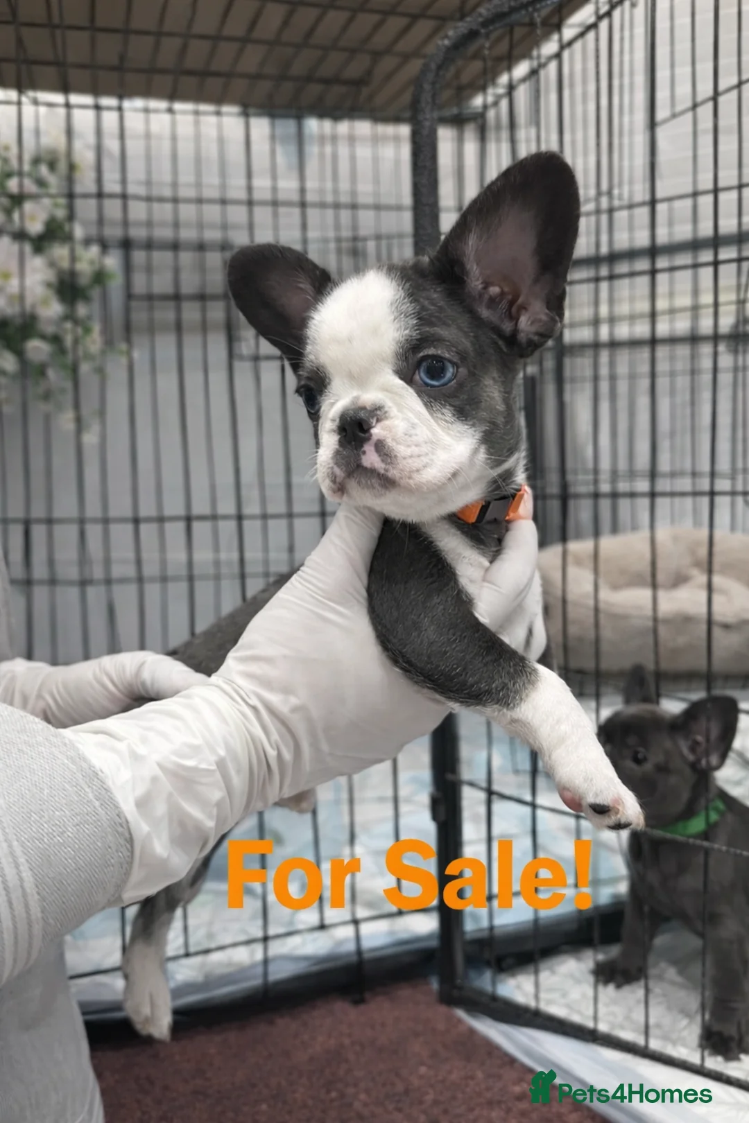 French Bulldog dogs for sale: Two Male French Bulldog Puppies - Advert 3