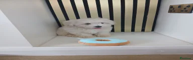 Maltipoo 1 boy