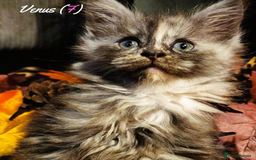 Maine Coon cats for sale: TICA Registered Kittens for Sale  - Image 32