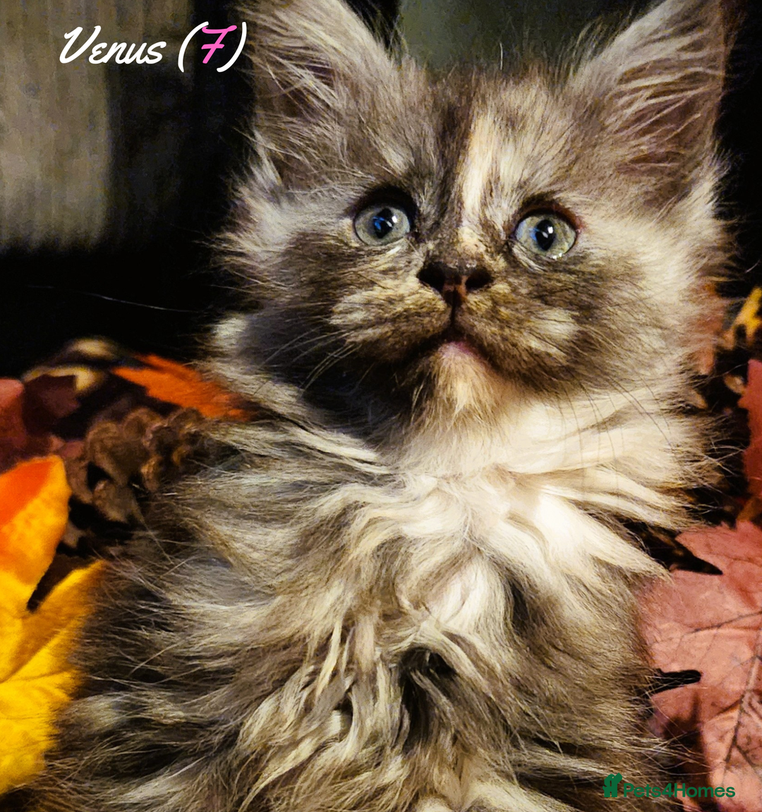Maine Coon cats for sale: TICA Registered Kittens for Sale  - Image 32