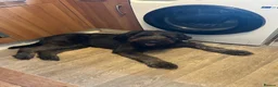 Mixed Breed dogs for sale: rehoming - Advert 2